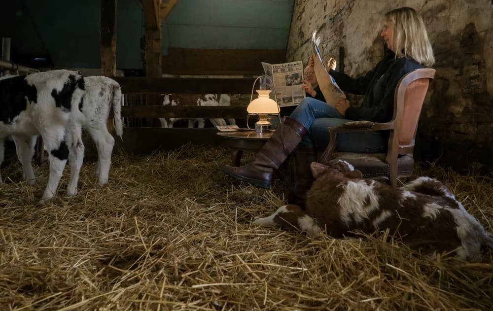 Woman Reading with Calves by Gert van den Bosch — canvas wall art