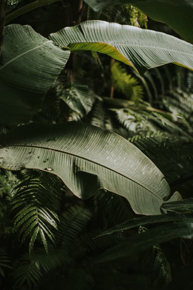 Verdant Tropical Jungle by Claudia Casal — canvas wall art