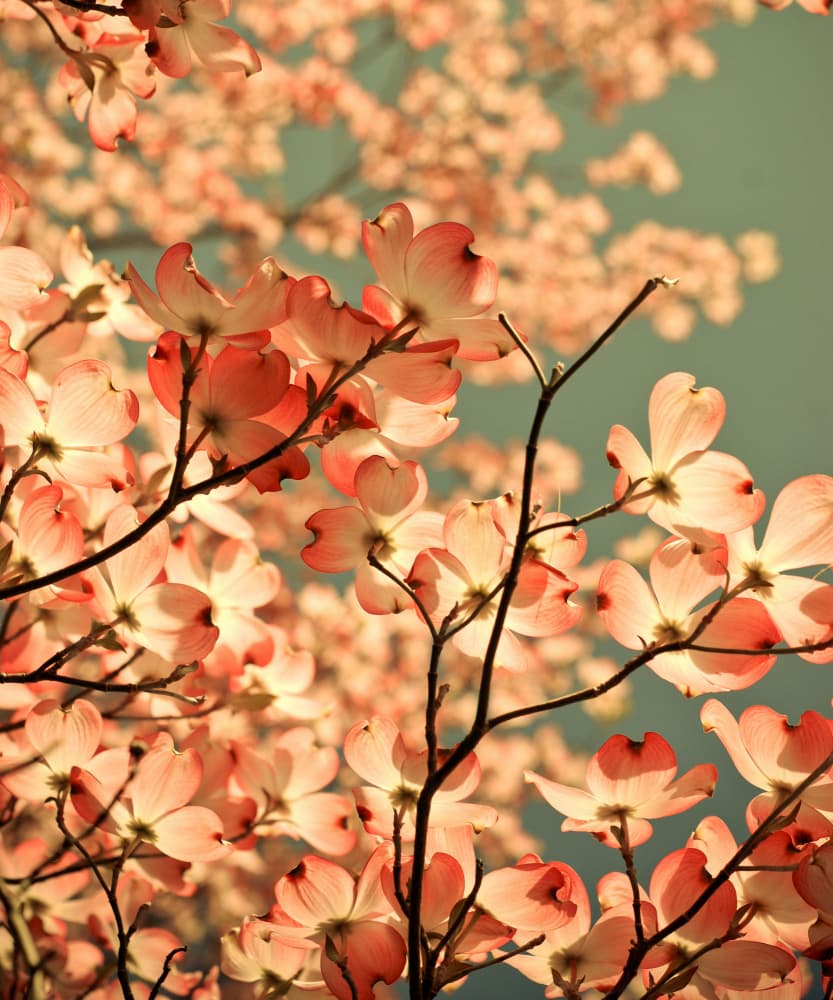 Pink Dogwood Blossoms by Olivia Joy StClaire — canvas wall art