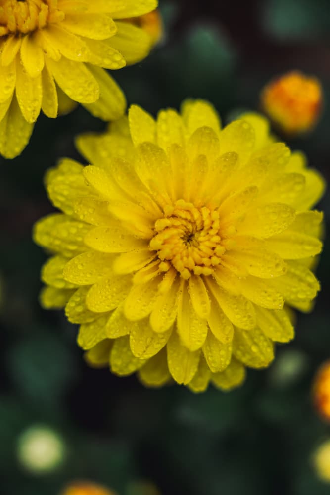 Fresh Golden Petals by Javier Pardina — canvas wall art