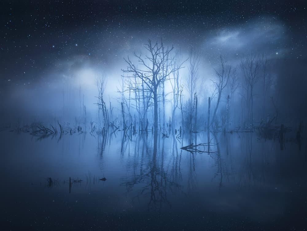 Misty Night Forest by Christian Lindsten — canvas wall art