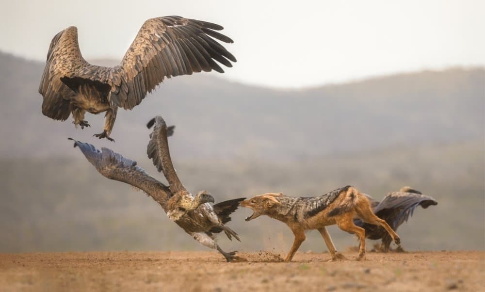 Wildlife Scavenger Showdown by Charlaine Gerber — canvas wall art