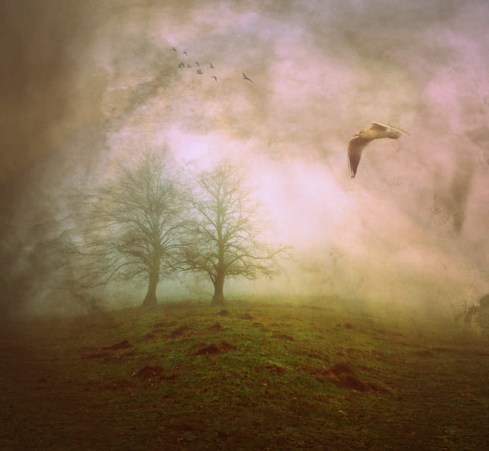 Misty Morning Flight by Robert Fabrowski — canvas wall art
