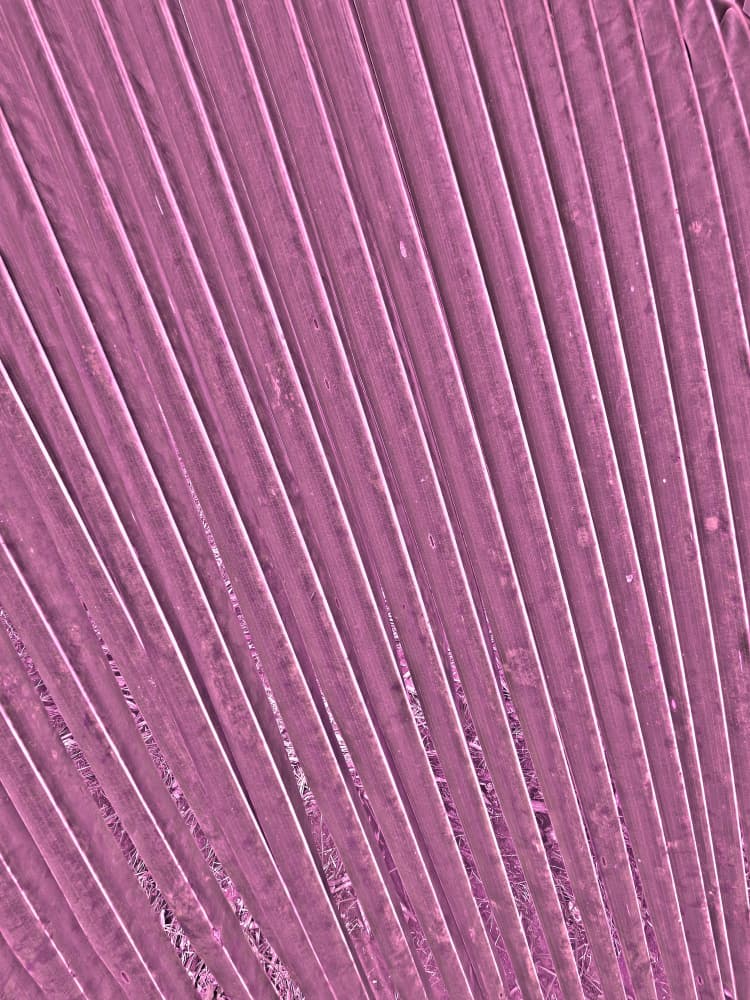 Pink Palm Lines by Santhosh ch — canvas wall art