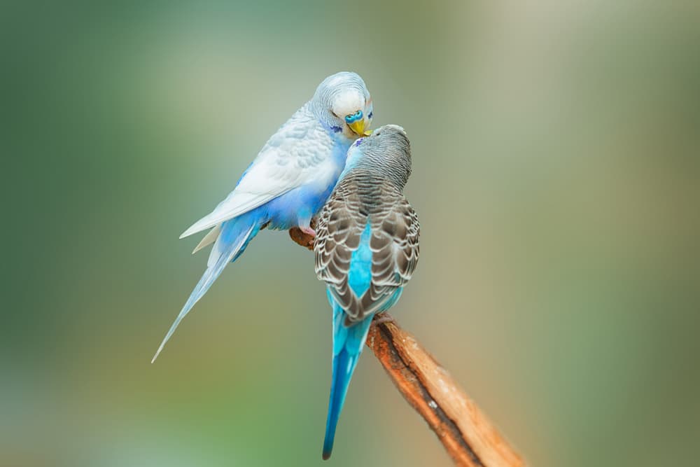 Gentle Budgie Affection by Ling  Lu — canvas wall art