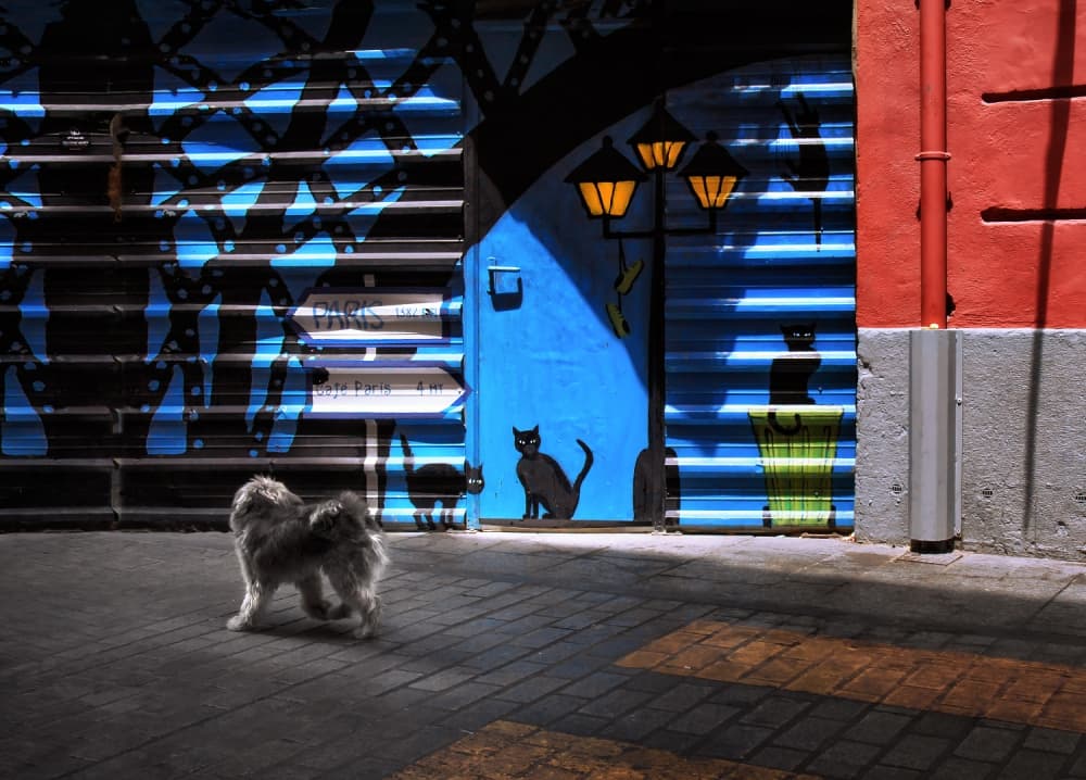 Curious Dog Paris Mural by Juan Luis Duran — canvas wall art