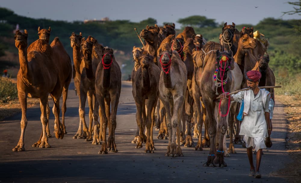 Indian Camel Procession by Rana Jabeen — canvas wall art