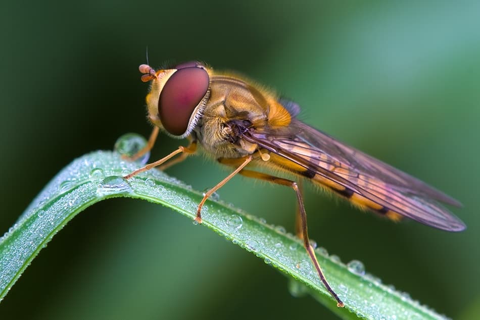 Hoverfly Morning Dew by Thomas Dam — canvas wall art
