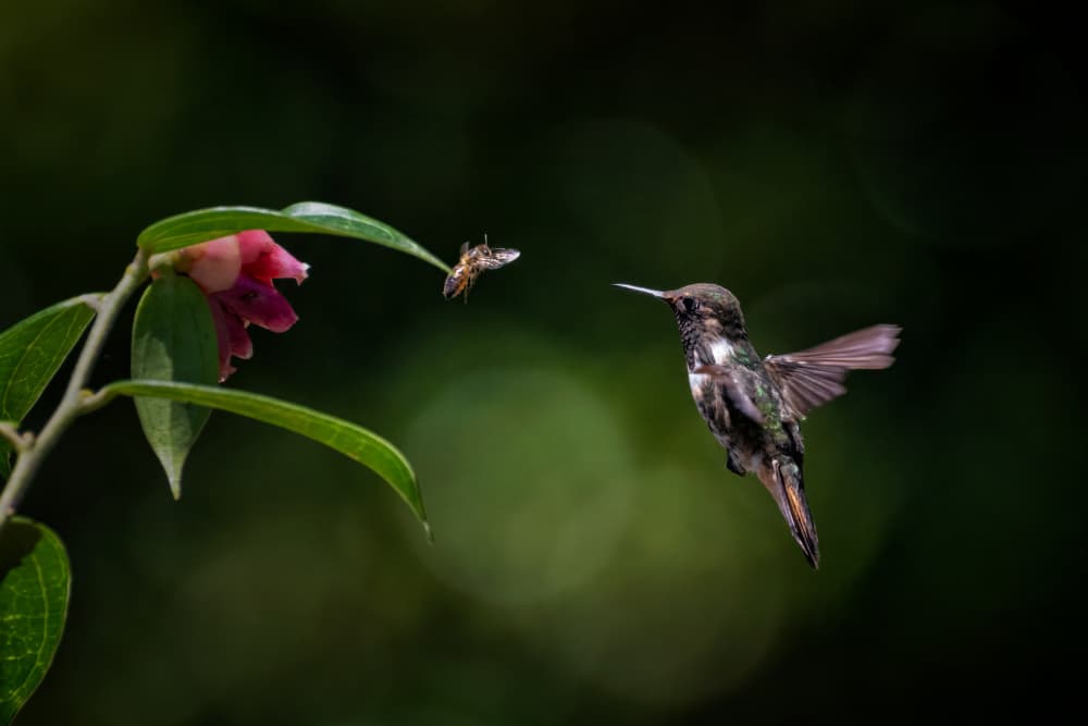 Volcano hummingbird vs Bee by Sheila Xu — canvas wall art