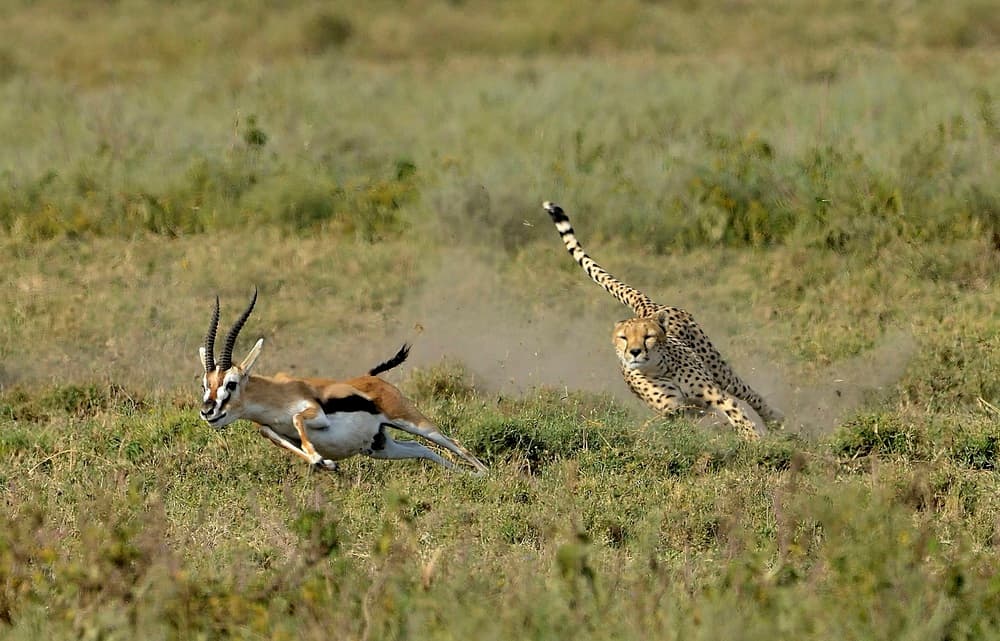 Wild Cheetah Pursuit by Giuseppe DAmico — canvas wall art