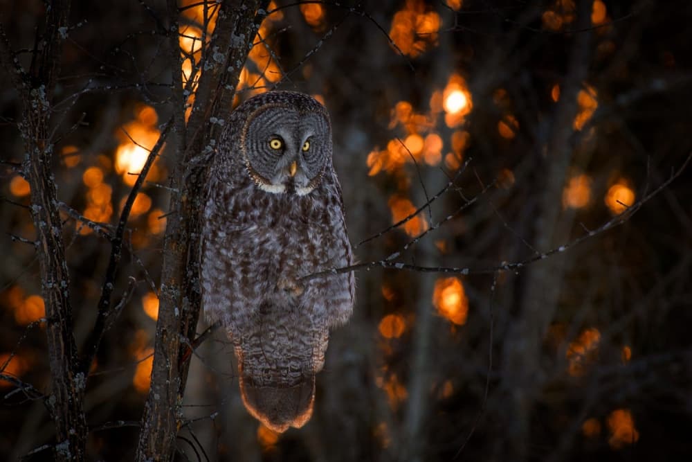 Great Gray Owl Bokeh by Nick Kalathas — canvas wall art