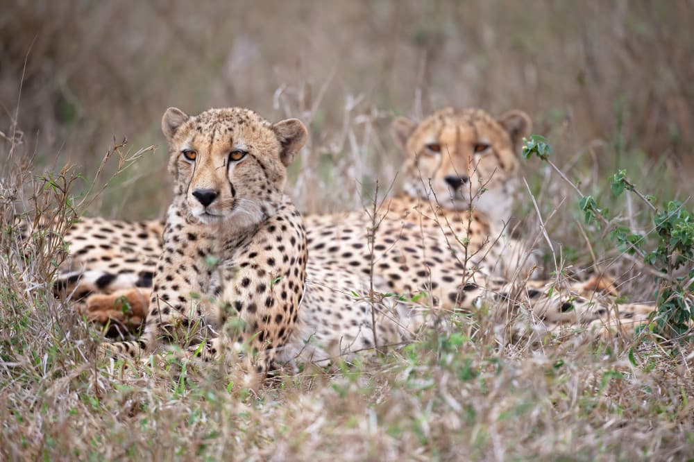 Resting Wild Cheetahs by Marco Pozzi — canvas wall art