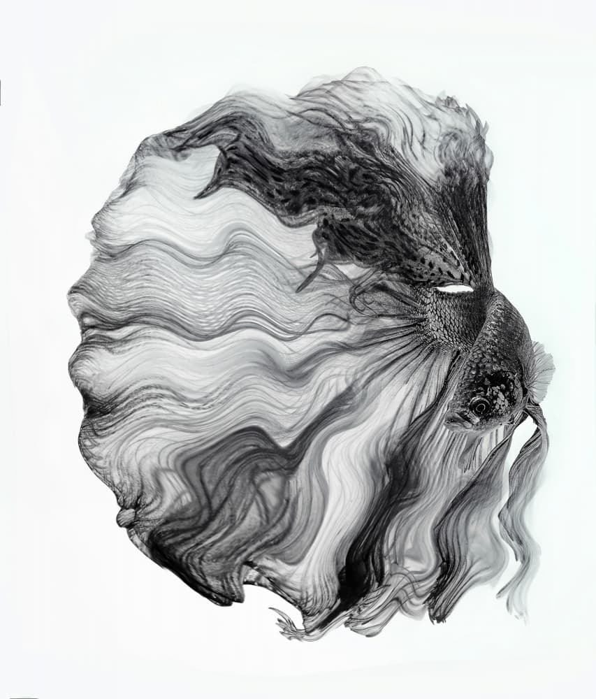 Flowing Betta Illusion by Andi Halil — canvas wall art