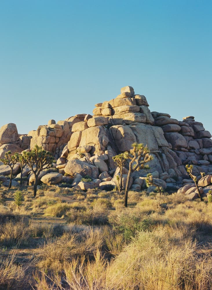 Joshua Tree Wilderness by Bethany Young — canvas wall art