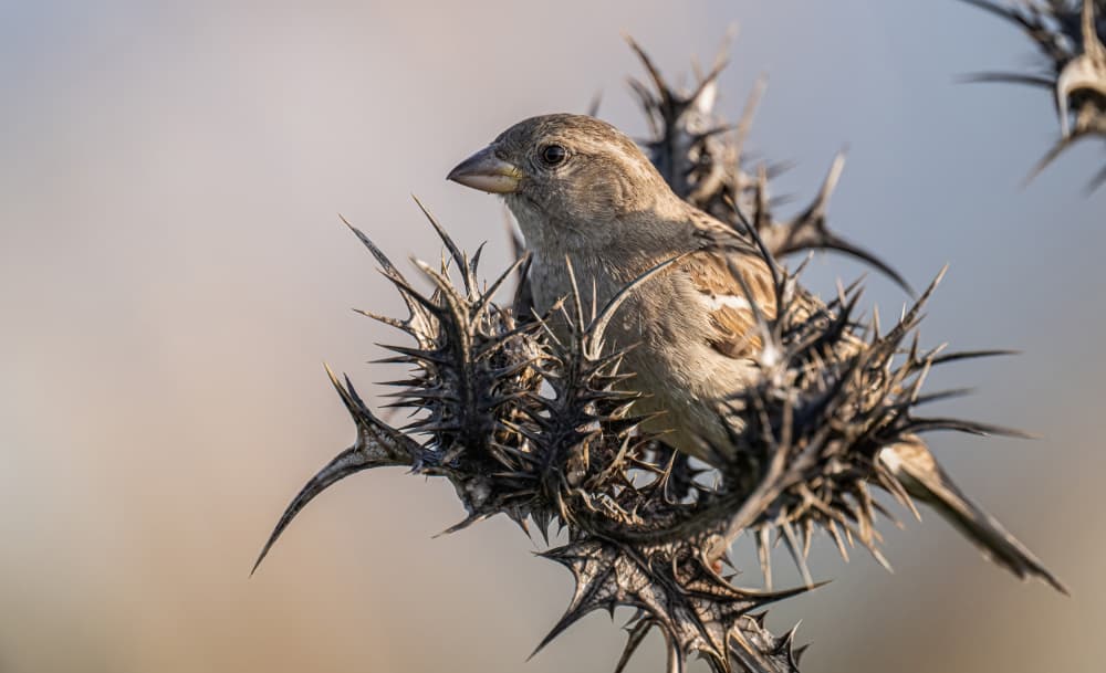 Sparrow On Thistle by Eldad Levin — canvas wall art