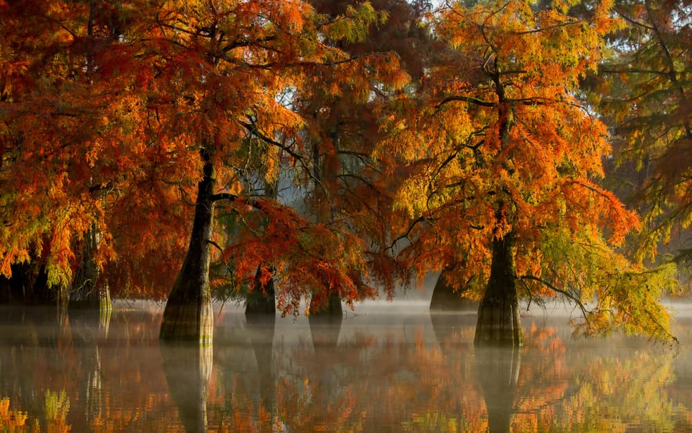 Misty Autumn Cypress by Barré Thierry — canvas wall art