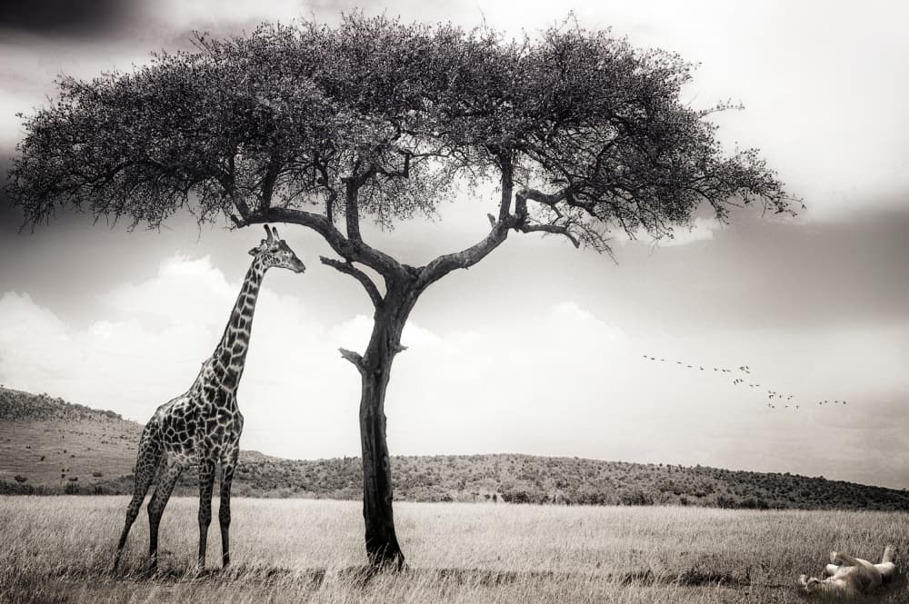 Savanna Giants Under Tree by Piet Flour — canvas wall art