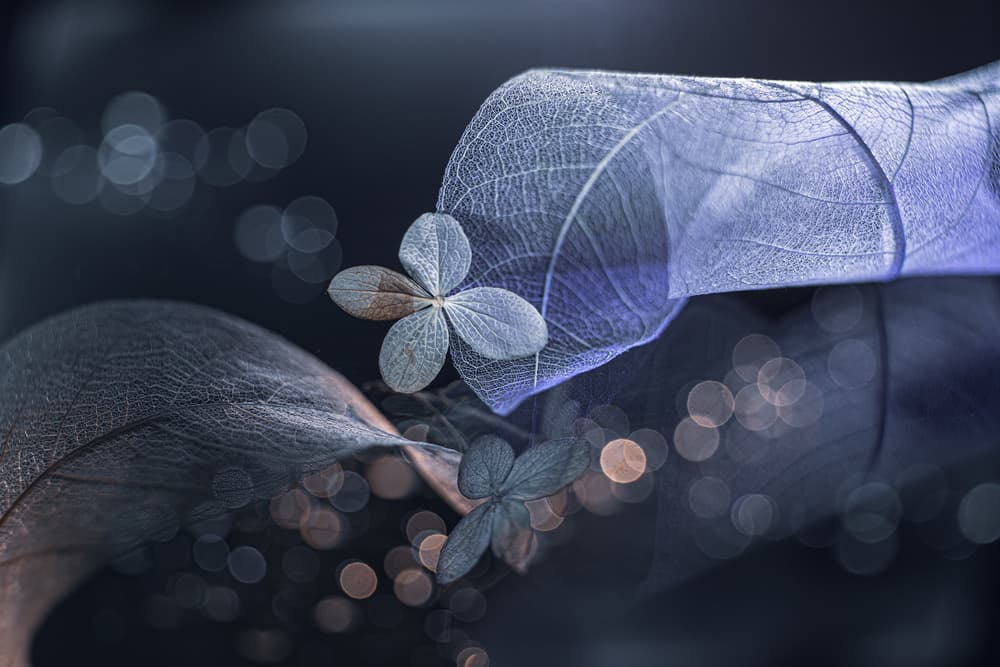 Ethereal Blue Leaves by Igor Kopcev — canvas wall art