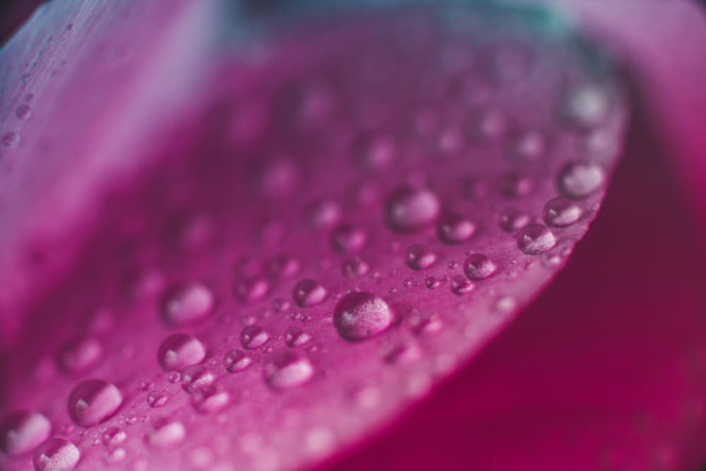 Pink Petal Water Drops by Javier Pardina — canvas wall art