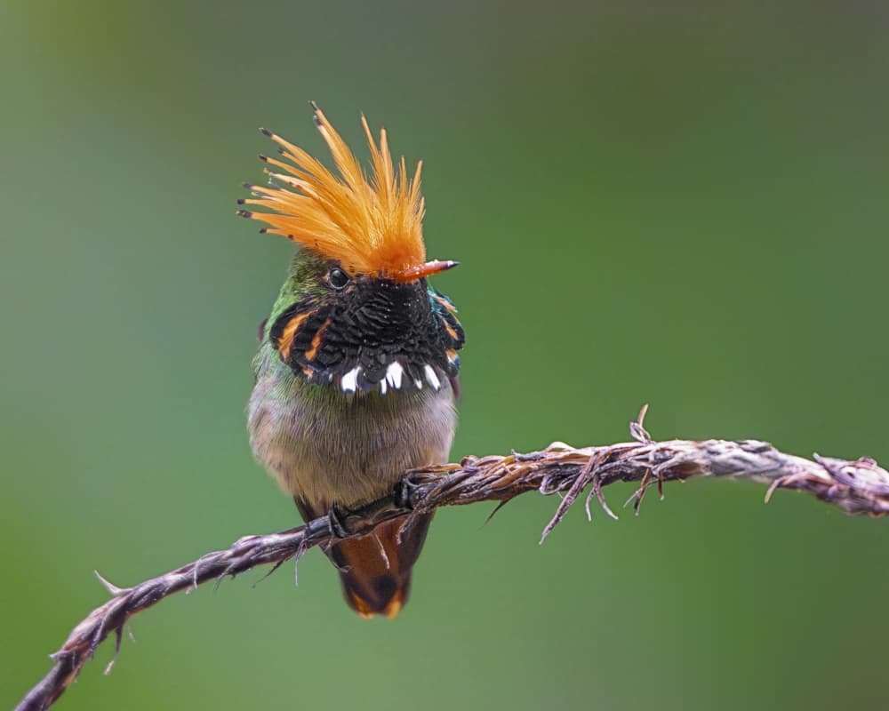 Orange Crested Hummingbird by Siyu_Wei APA — canvas wall art