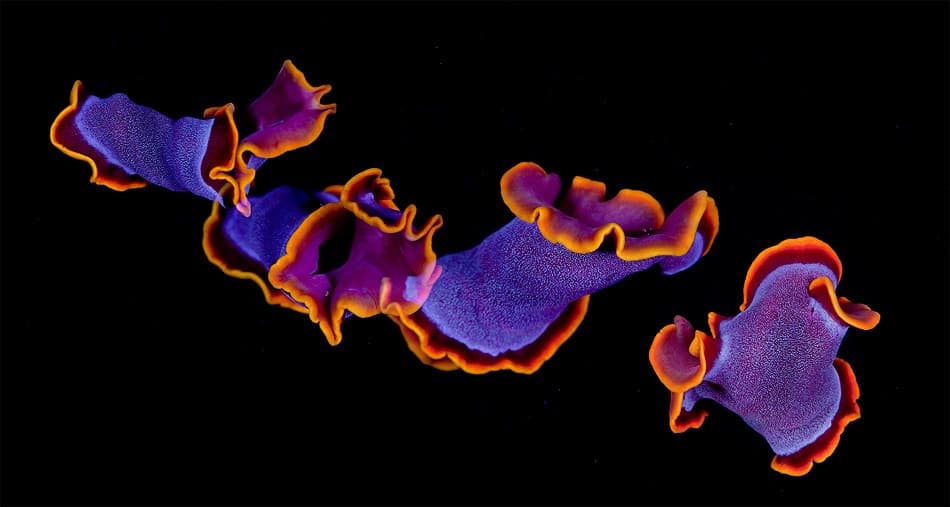 Vibrant Sea Flatworms by Andrey Narchuk — canvas wall art