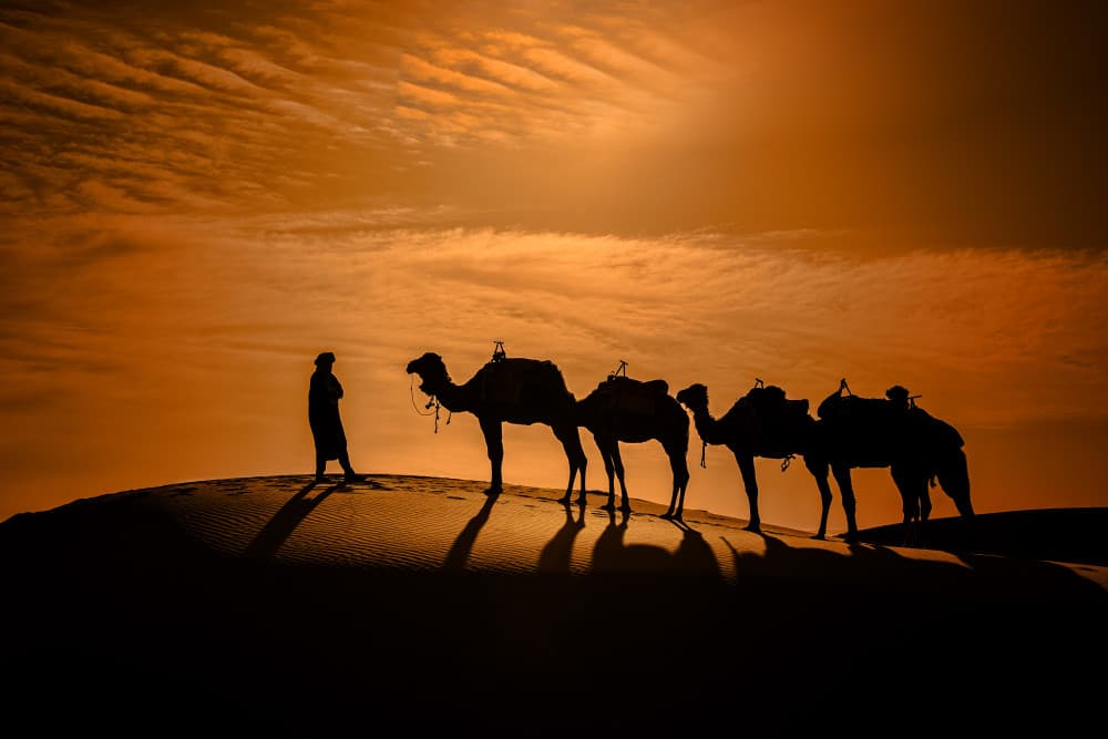 Desert Camel Caravan by Moris Raskin — canvas wall art