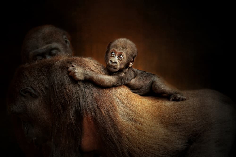 Gentle Gorilla Bond by Antje Wenner-Braun — canvas wall art