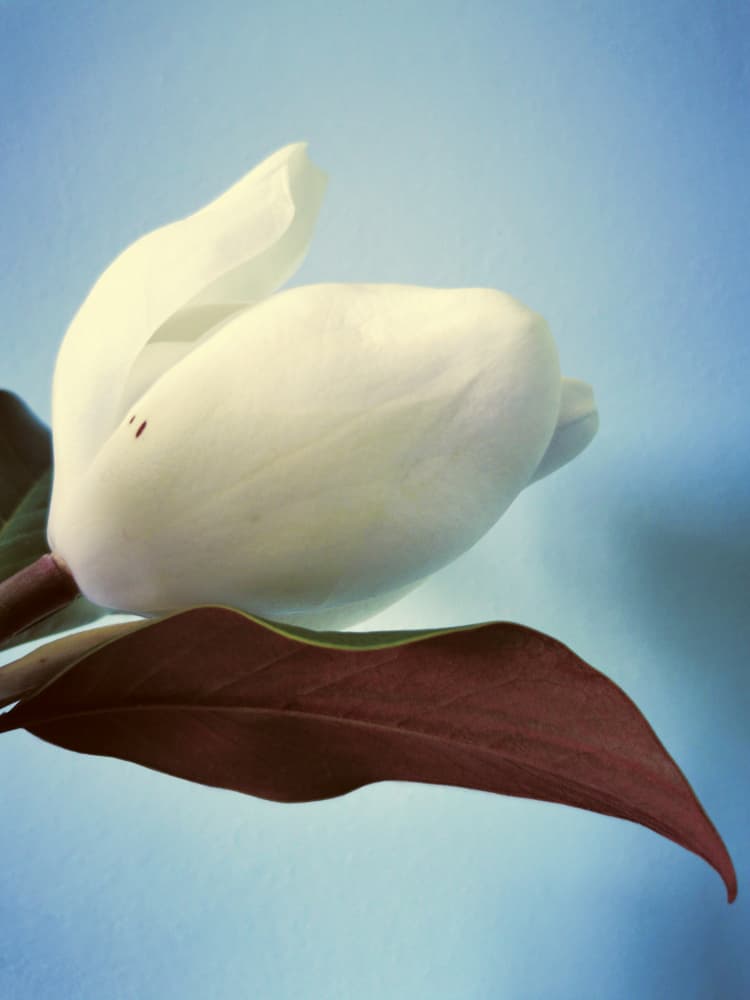 Serene Magnolia Bloom by Angelo Cerantola — canvas wall art