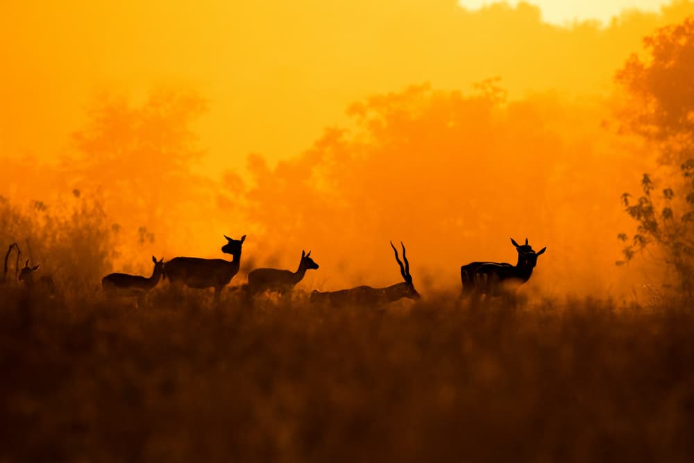 Antelopes Golden Hour by Sunny Saha Pramanick — canvas wall art