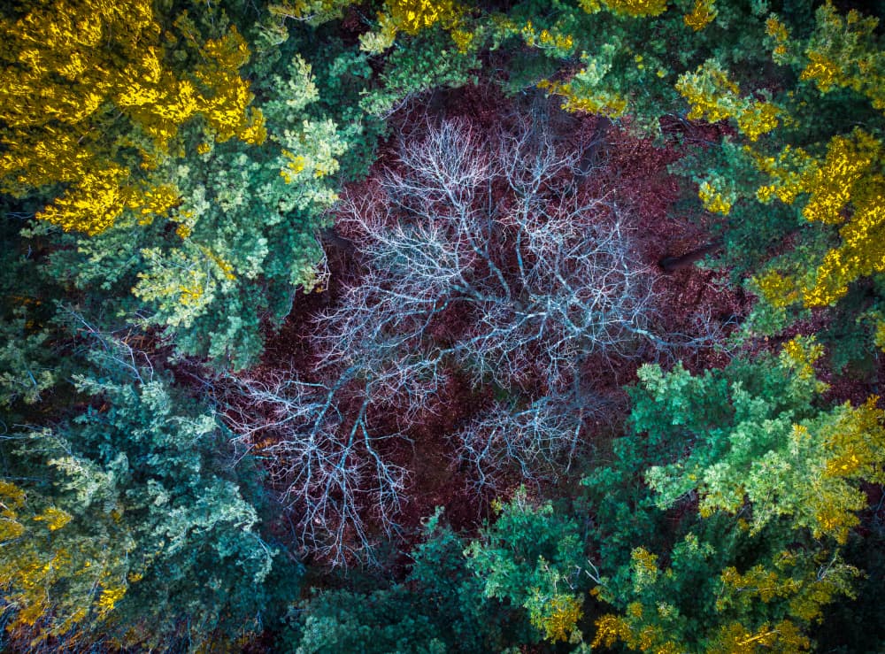 Vivid Forest Canopy by Ed Esposito — canvas wall art