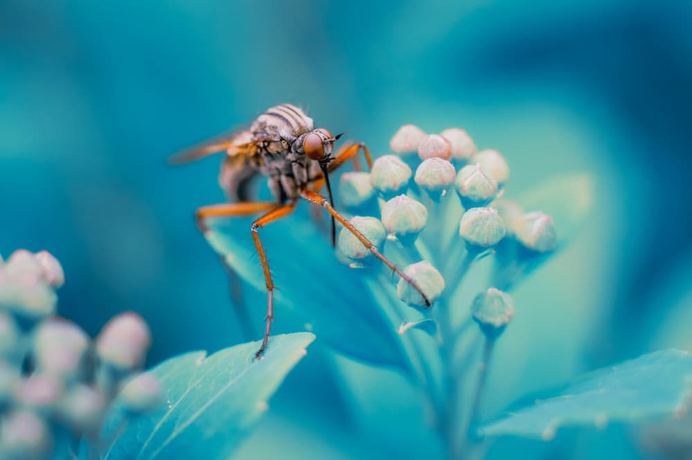 Blue Fly on Teal Buds by Benny Pettersson — canvas wall art