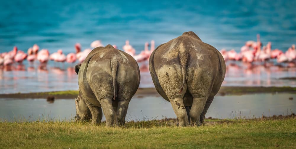 Rhinos and Pink Flamingos by Jeffrey C. Sink — canvas wall art
