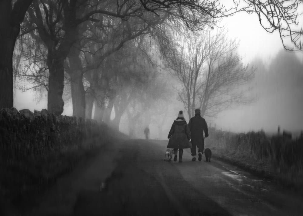 Couple Dogs Misty Road by Amer Jassim — canvas wall art