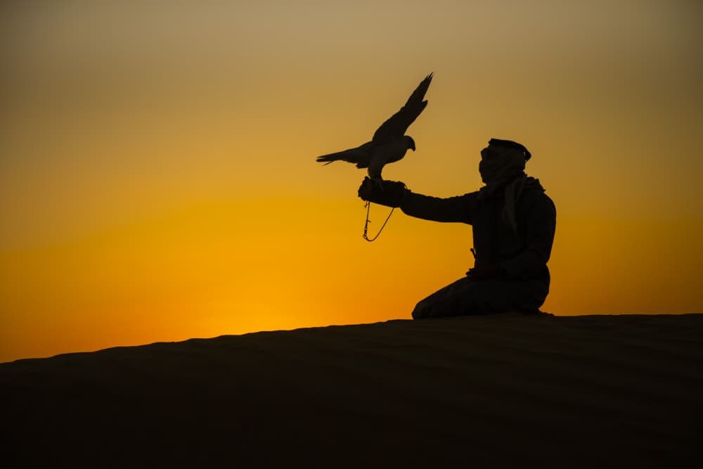 Desert Falconry Sunset by Yomn Almonla 🇸🇦 — canvas wall art