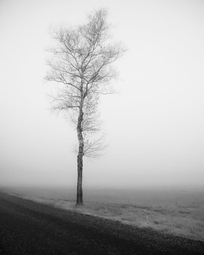 Misty Winter Tree by Renate Wasinger — canvas wall art