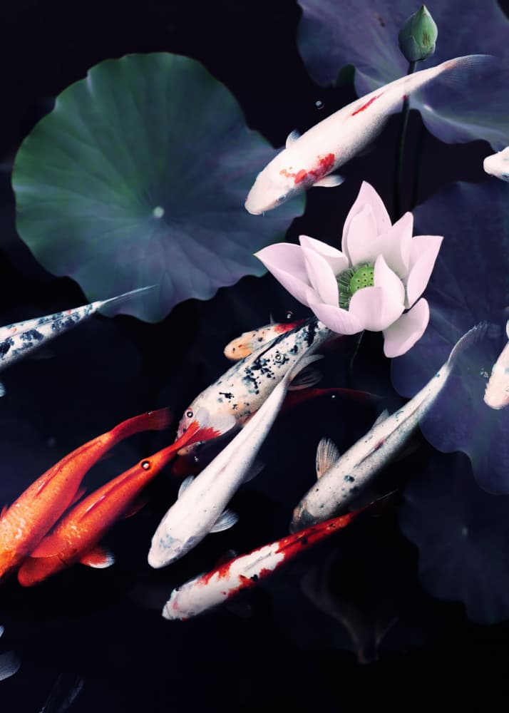 Serene Koi Lotus by Ariz Rab — canvas wall art