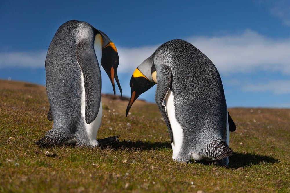 Curious King Penguins by Joan Gil Raga — canvas wall art