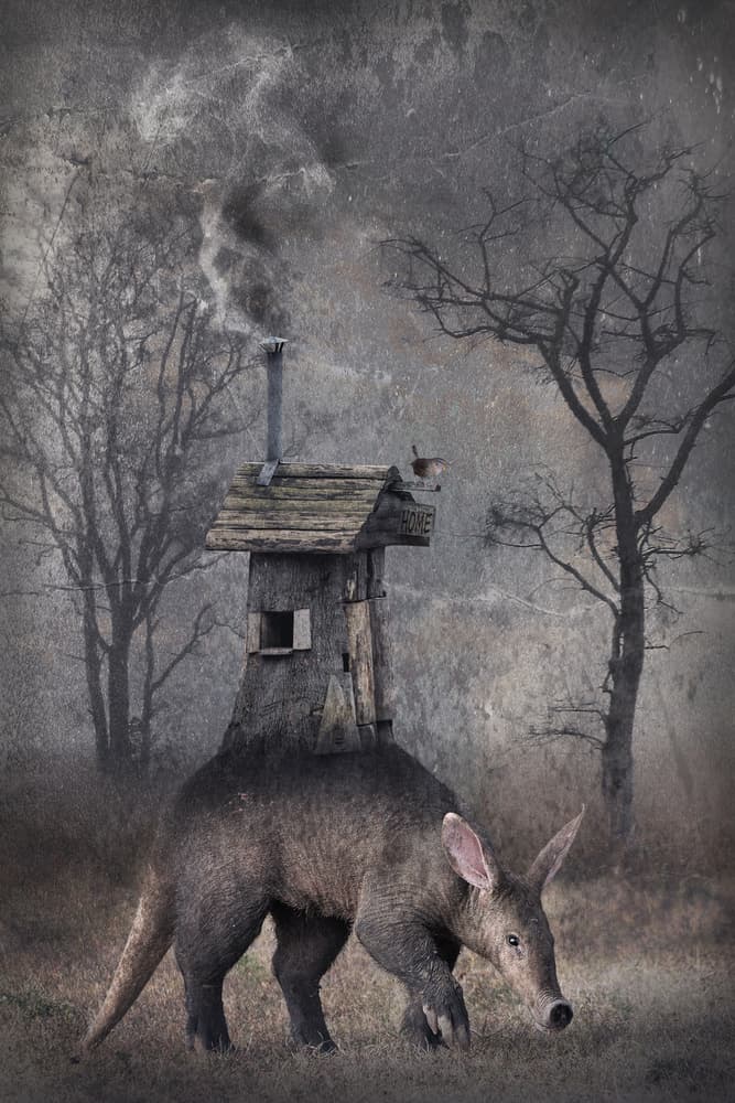 Whimsical Aardvark Home by Muriel Vekemans — canvas wall art