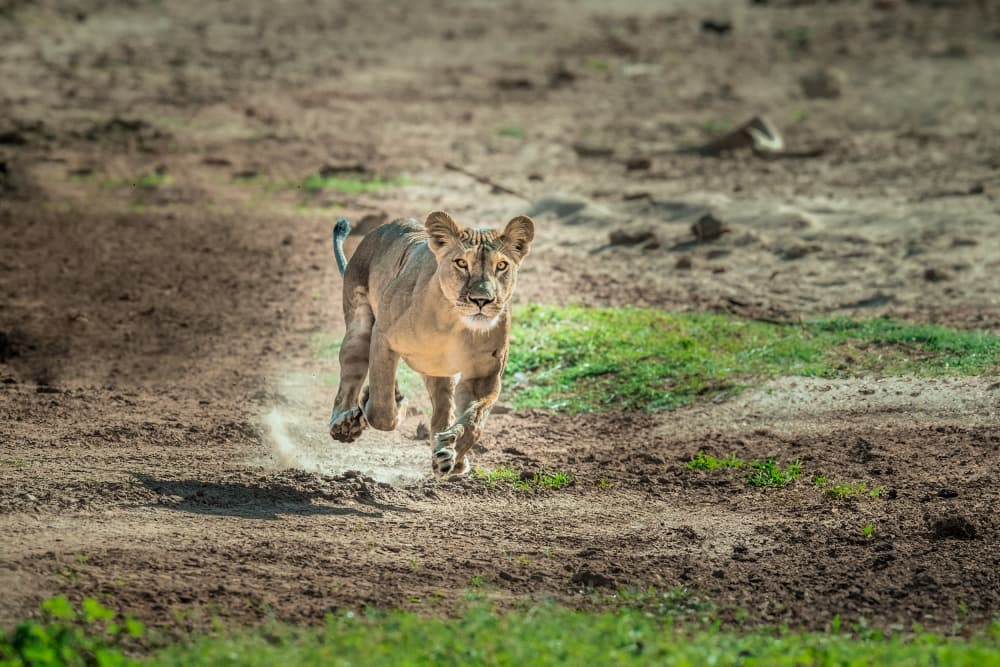 Running Wild Lioness by Jeffrey C. Sink — canvas wall art