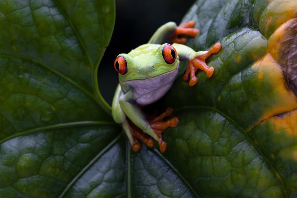 Vibrant Red Eyed Frog by Lisdiyanto Suhardjo — canvas wall art