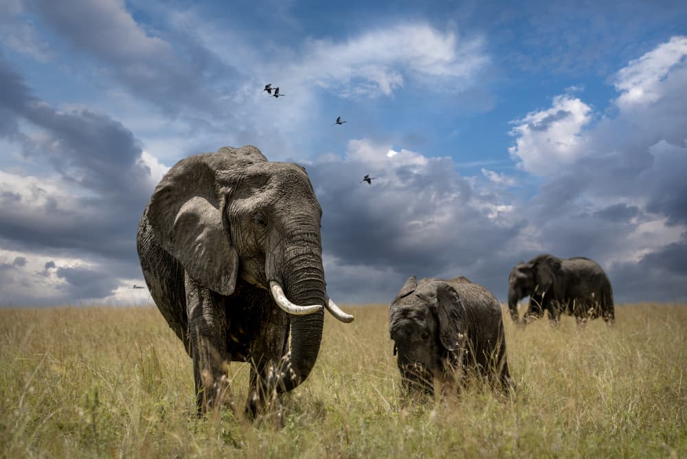 African Elephant Family by Anita Singh — canvas wall art