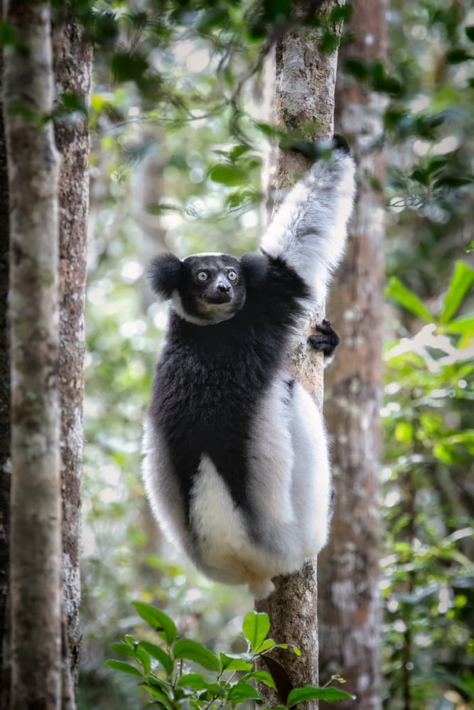 Madagascar Indri Lemur Climbing by Luigi Ruoppolo — canvas wall art