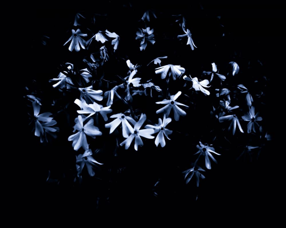 Midnight Blue Flowers by Michele Frechette — canvas wall art