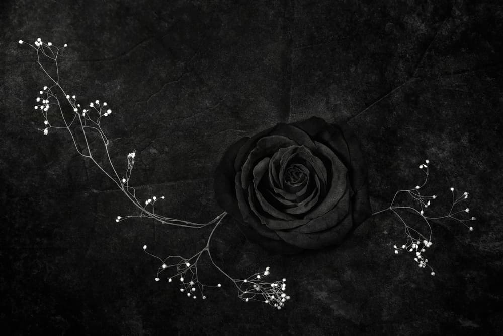 Black Rose Serenity by Stephen Clough — canvas wall art