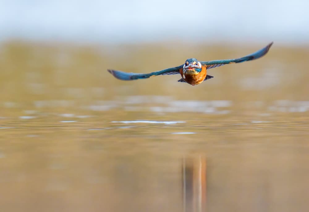 Vibrant Kingfisher Flight by Chris Latham — canvas wall art