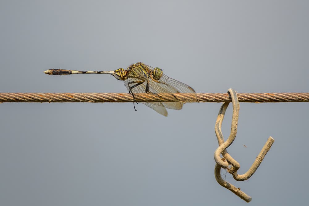 Green Dragonfly on Cable by Shmulik Weiss — canvas wall art