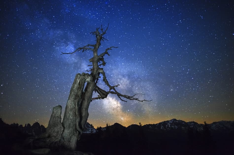 Starry Night Tree by Dr. Nicholas Roemmelt — canvas wall art
