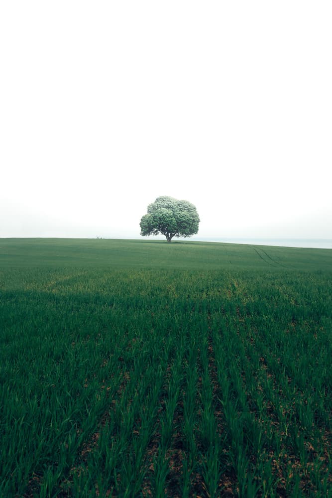 Lone Tree Green Field by Christian Lindsten — canvas wall art