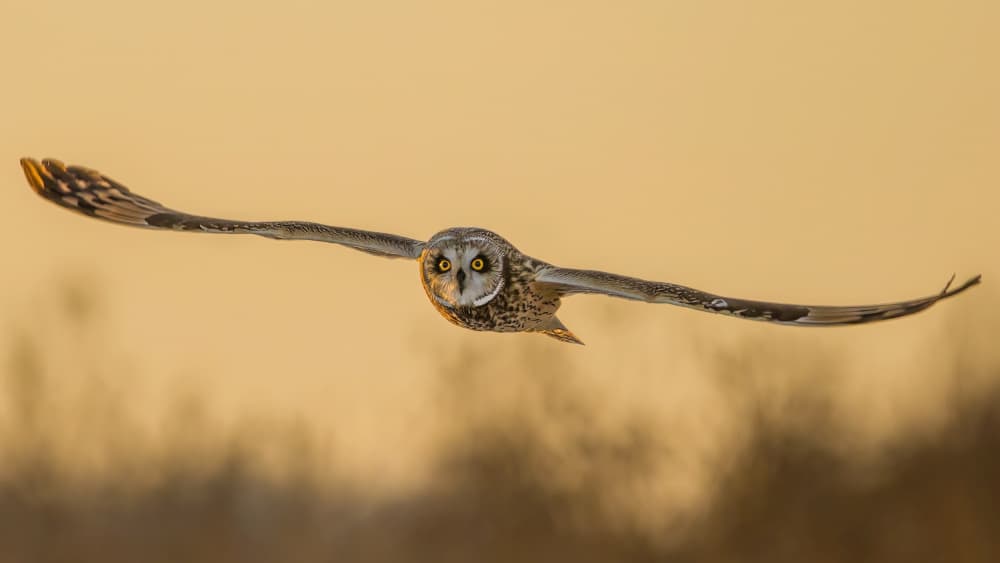 Golden Owl Flight by Jacob (Jian) Xu — canvas wall art