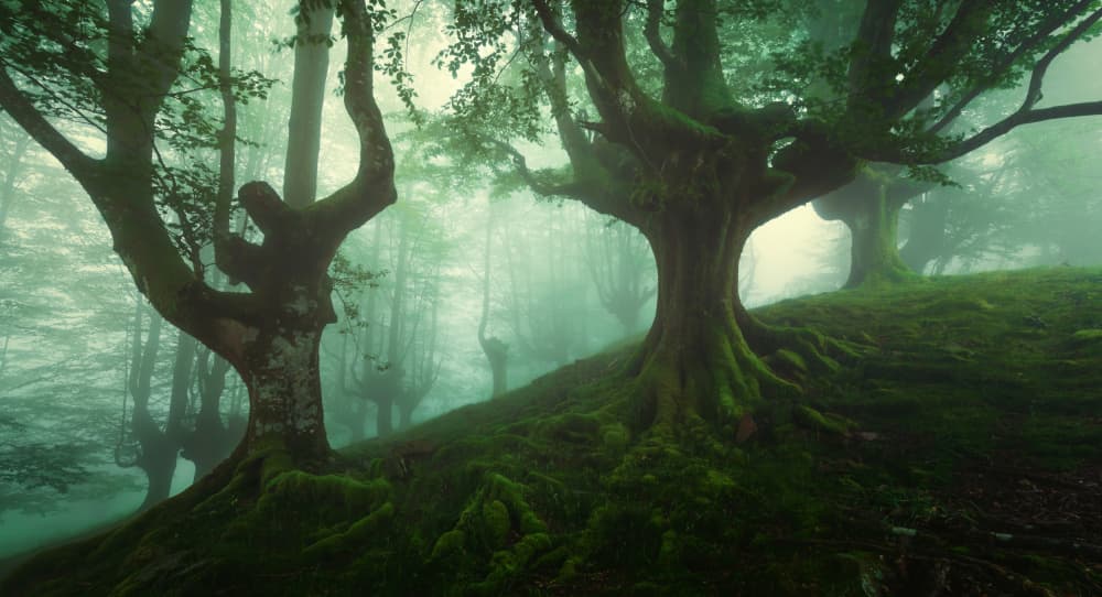 Enchanted Forest Trees by David Martin Castan — canvas wall art